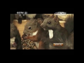 proteins, or forest elves (accepted name in china) - breeding of pets, on a squirren farm.