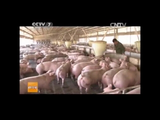 pigs of lu chuan breed - pigs in guangxi province.