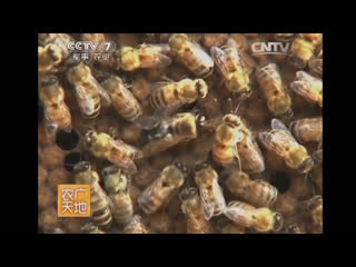 propolis - technology of collection and processing of bees fermented wax.