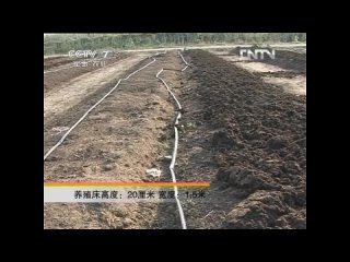 earthworms - as fertilizer and... for food.