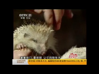 hedgehog, as a pet - a rural resident hao qinghai, for ten years breeding hedgehogs, for protection against snake and pests, as well as for acupuncture of daf.