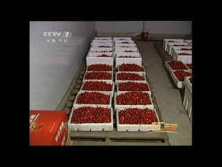 cherry - collection and realization of the harvest.