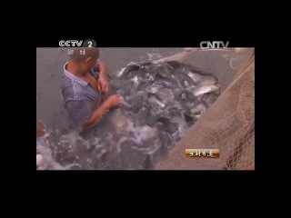 sly catfish of the yangtze river.