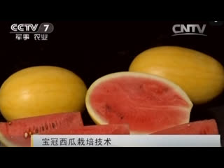 yellow-skinned watermelon-melon guatsi, with scarlet pulp - growing technology in greenhouses.