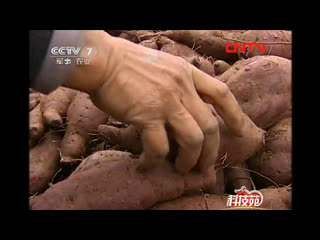 jintan batt, or sweet purple (red) potatoes - harvesting and processing.