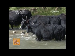 tibetan yak lanzhou - artificial breeding of a shashy cow by the datun method.