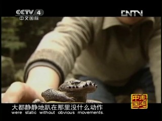 bearded frog from guizhou - search for relict treasure.