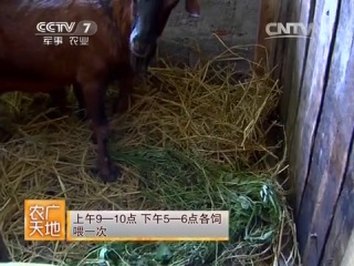 sheep goats, or nanjiang breed goats - genetic preservation of the hybrid breed.