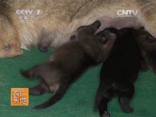 kunming (kunming shepherd dog) - a special breed of dog (wolfdog german shepherd) in the service of the police and law order.