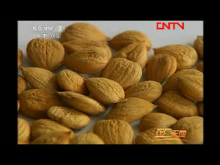 almond biantaoshu (almond tree). almond (fruit) biantao. processing of tasty nut.