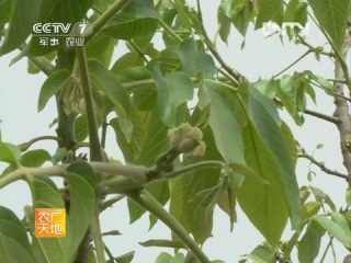 walnut (02) - agricultural growth and harvesting.