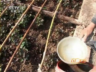 sweet potato - technology of breeding delicious root.