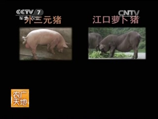 pig breeding - breeding of black pigs of the eguchi breed, or radish eguchi, by similarity of meat to the color of red radish.