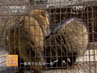 raccoon dog rakun (ussurian raccoon) - breeding on animals.