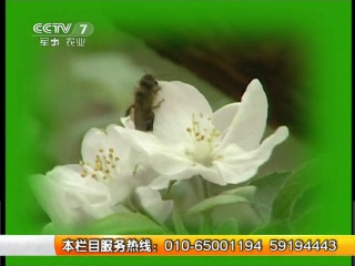 honey and bees - features of chinese beekeeping.