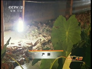 frog farms for traditional chinese cuisine.