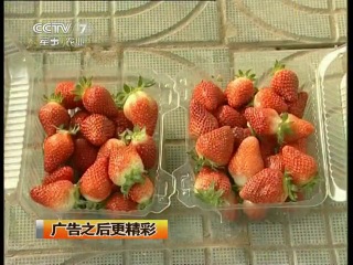 strawberry and loba - growing methods.