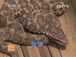 breeding bases of snake in yantai city, shandong province.