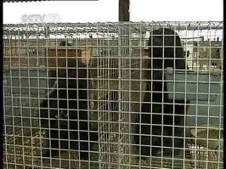 mink - growing of animals on farms.