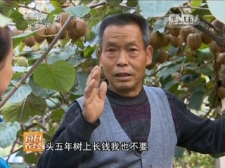 kiwi - vitamin harvest