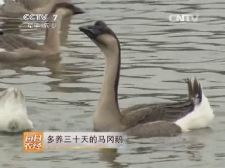 goose of the magang breed - a bird with a history.