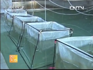 flice - fish breeding under artificial conditions.