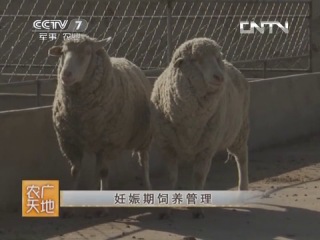 sheep of the fine-wooled breed of xinjiang - merino sheets of the national genetic resource.