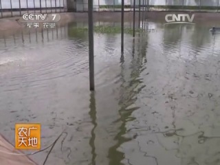 white snakehead (snakehead) - fish farming methods of sichuan and guangdong.