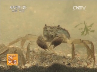 yangtse river crab - freshwater crustaceans breeding.