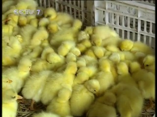 white down geese - the national wealth of china.