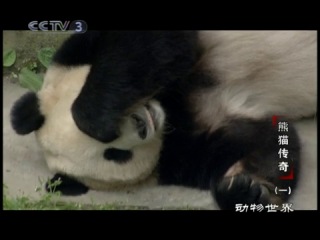 panda chronicle 2006 (parts 1 and 2). research center "wolong giant panda" in china.