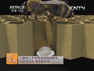 beekeeping - xinjiang black bee.