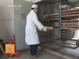 method of breeding geese of ting breed, for areas of southern china.