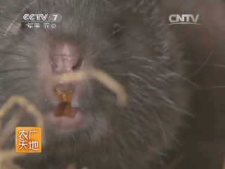 chinese bamboo rat - breeding of rodents for meat. big tits