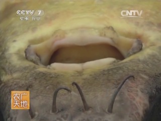 breeding of fishes of sturgeon breeds, in the province of heilongjiang (sungari river).