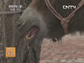 donks of the xinjiang breed - special methods of breed improvement.