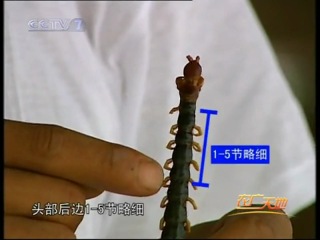 giant red centipede shashlik