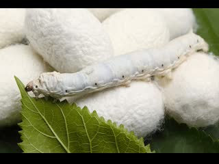 silkmoth - natural silk factory (film 3).