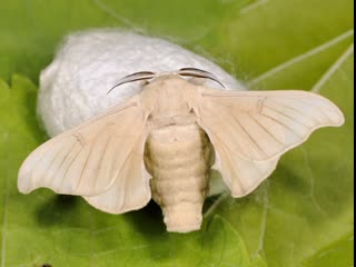 silkmoth - natural silk factory (film 1).