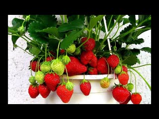 strawberry - breeding berries in pot.