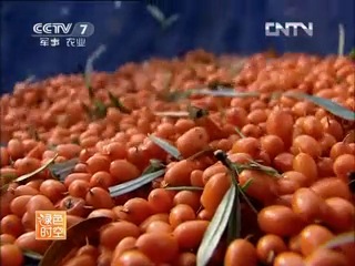 sea buckthorn - the wealth of the earth