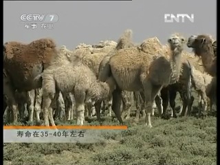 alashan - bihumpered camel