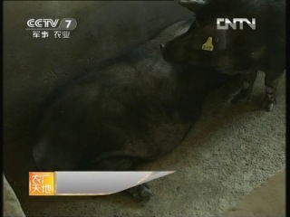 xiangxi - black pigs