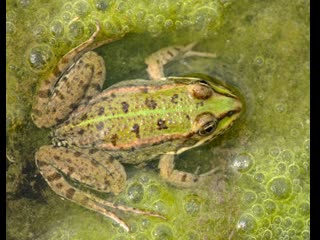 do you love frogs the way they love them in china? frogs for the first, second and...