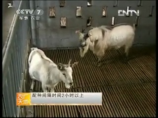 goat care