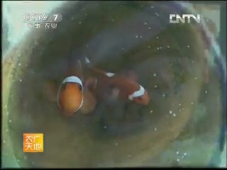 clown fish breeding