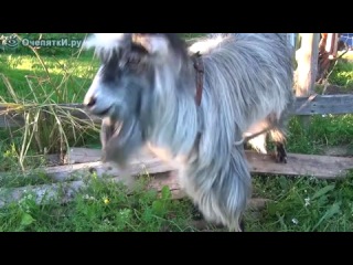 goat beatboxer))) best jokes of 2014